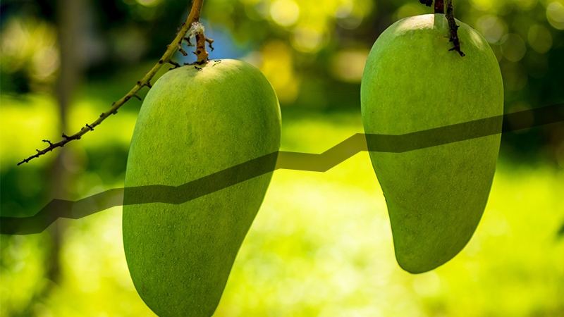 Mexico primer lugar en exportación de mango a nivel mundial