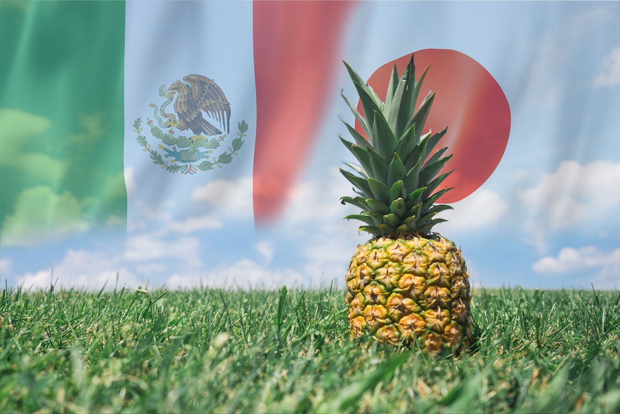 Japón podría comprar toda la producción de piña de Isla, Veracruz